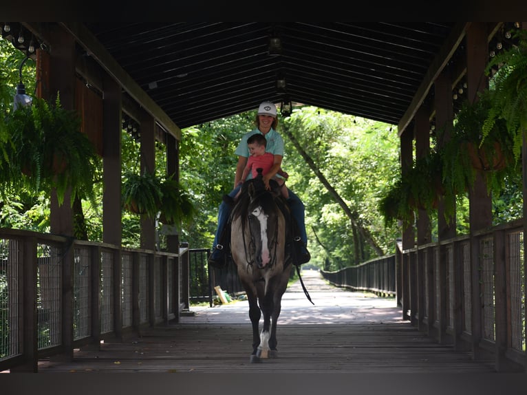 American Quarter Horse Wallach 7 Jahre Grullo in Pikeville