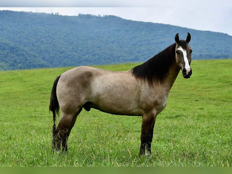 American Quarter Horse Wallach 7 Jahre Grullo in Pikeville