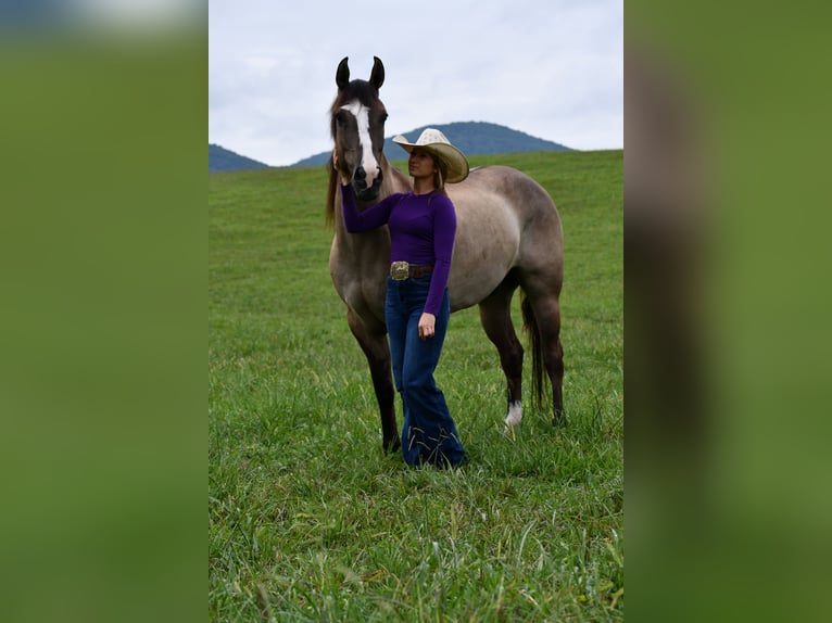 American Quarter Horse Wallach 7 Jahre Grullo in Pikeville