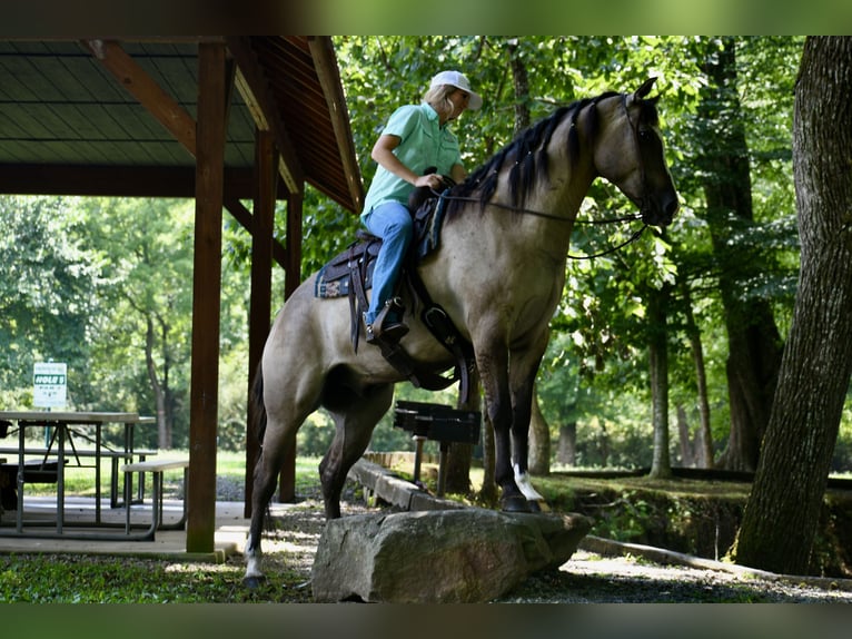 American Quarter Horse Wallach 7 Jahre Grullo in Pikeville