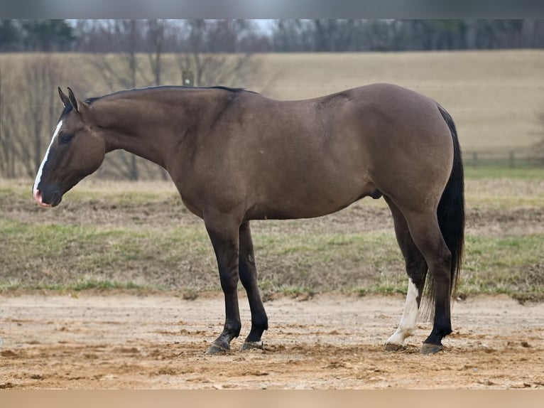 American Quarter Horse Wallach 7 Jahre Grullo in Jackson, OH