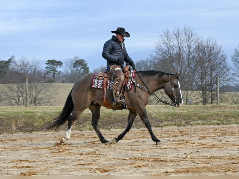 American Quarter Horse Wallach 7 Jahre Grullo in Jackson, OH