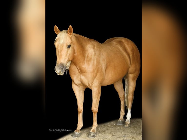 American Quarter Horse Wallach 7 Jahre Palomino in Bellevue, IA