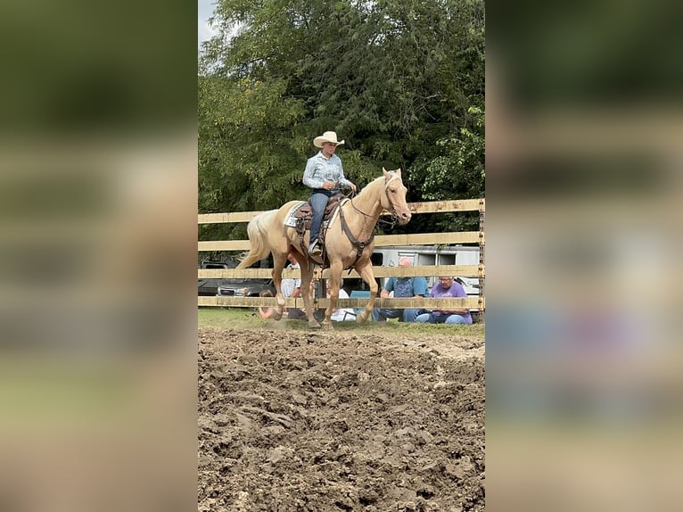 American Quarter Horse Wallach 7 Jahre Palomino in Princeton