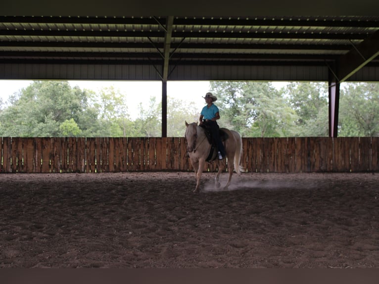 American Quarter Horse Wallach 7 Jahre Palomino in Princeton