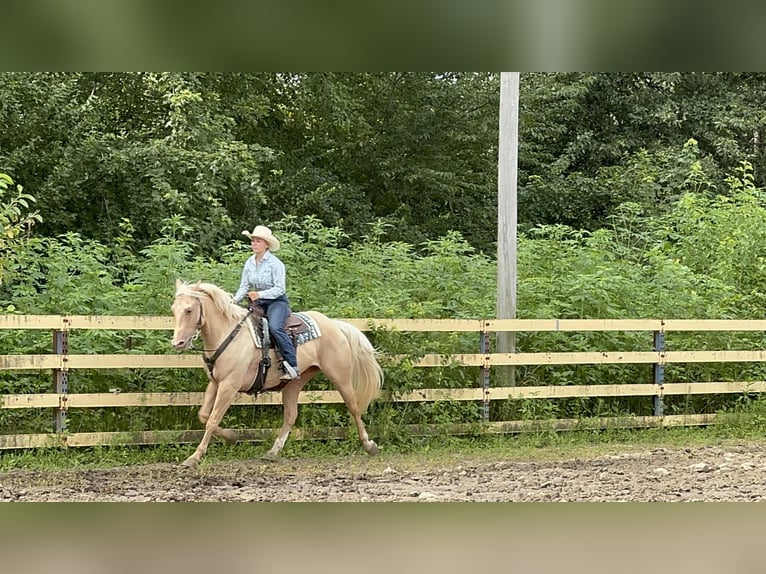 American Quarter Horse Wallach 7 Jahre Palomino in Princeton