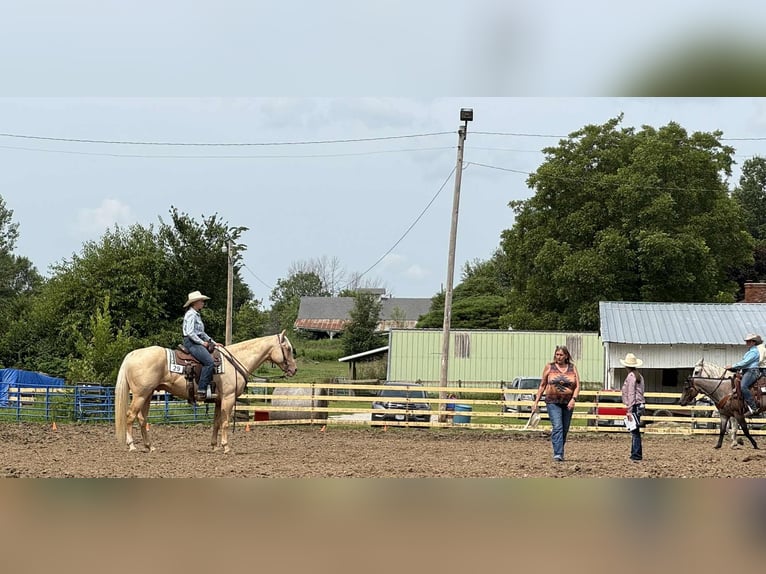 American Quarter Horse Wallach 7 Jahre Palomino in Princeton