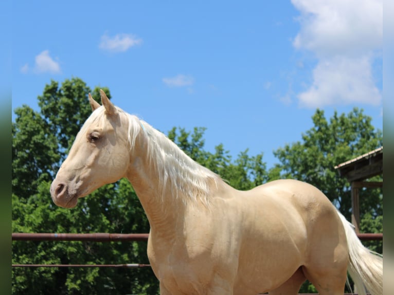 American Quarter Horse Wallach 7 Jahre Palomino in Princeton
