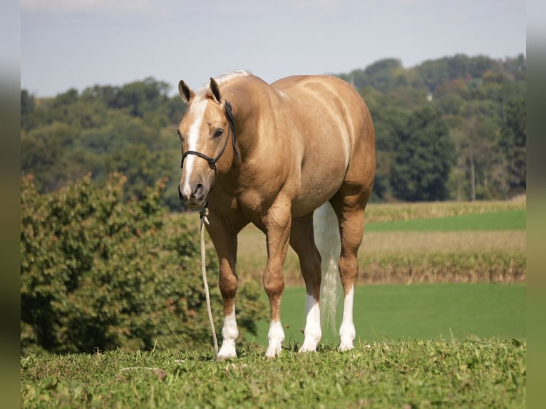 American Quarter Horse Wallach 7 Jahre Palomino in Fresno