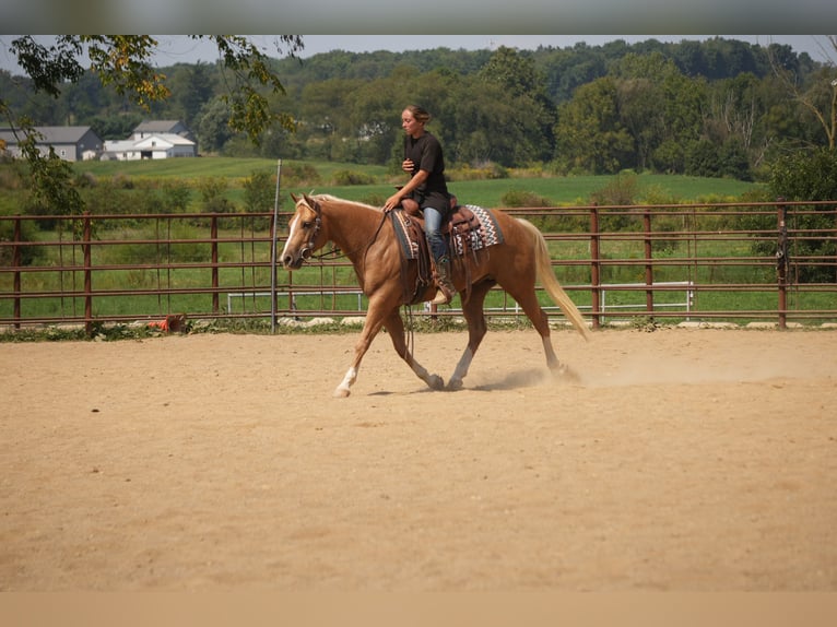 American Quarter Horse Wallach 7 Jahre Palomino in Fresno