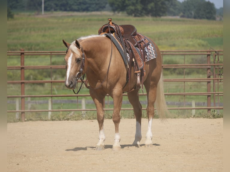 American Quarter Horse Wallach 7 Jahre Palomino in Fresno