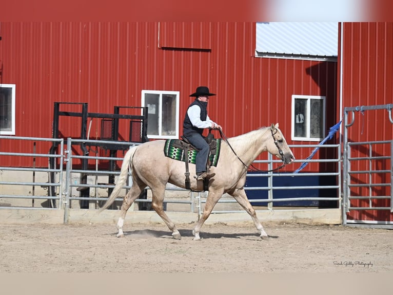 American Quarter Horse Wallach 7 Jahre Palomino in Fairbank IA
