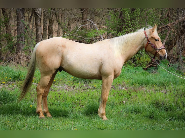 American Quarter Horse Wallach 7 Jahre Palomino in Flemingsburg KY