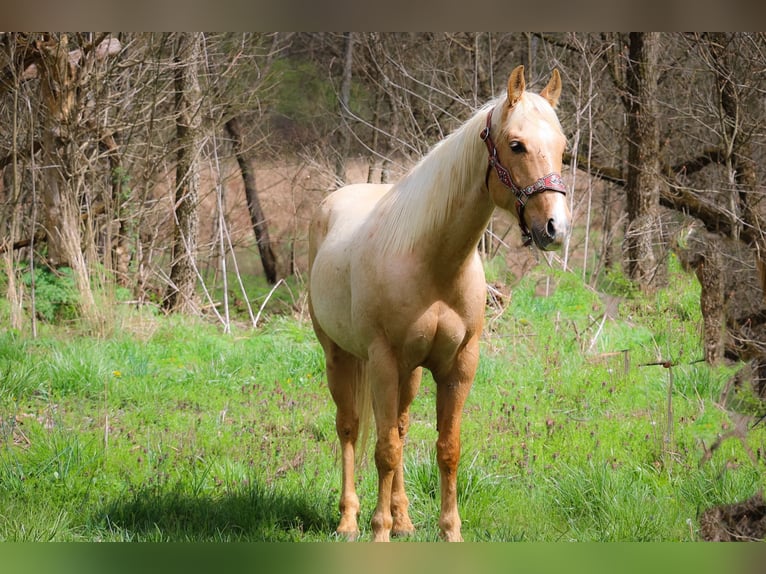 American Quarter Horse Wallach 7 Jahre Palomino in Flemingsburg KY