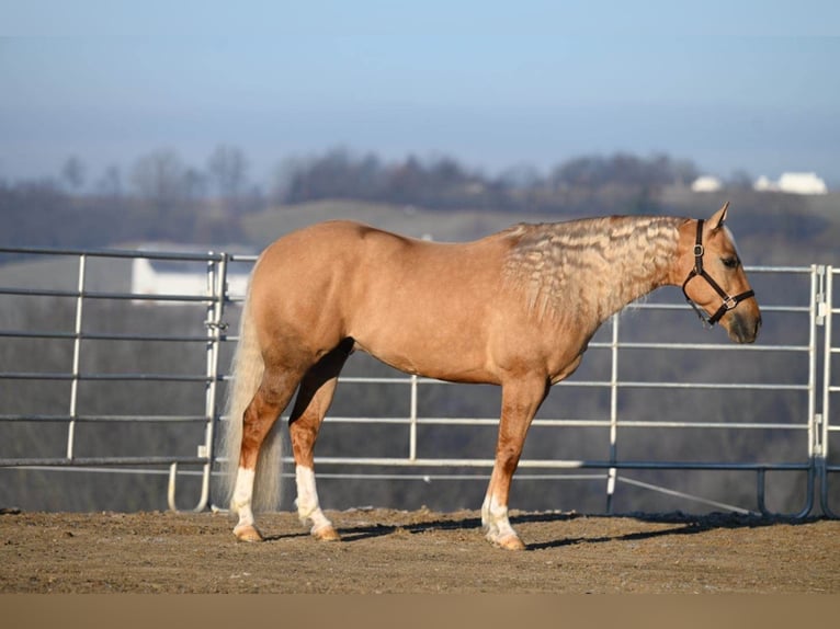 American Quarter Horse Wallach 7 Jahre Palomino in Millersburg OH