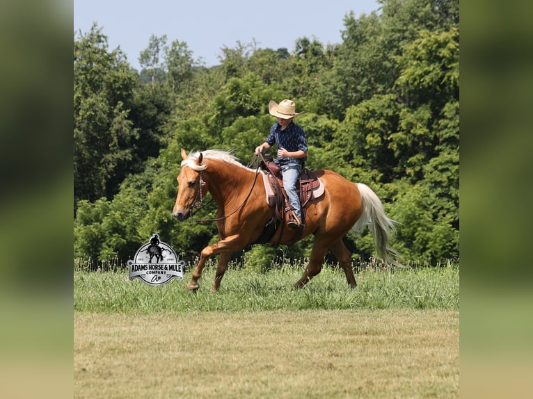 American Quarter Horse Wallach 7 Jahre Palomino in Mount Vernon, KY
