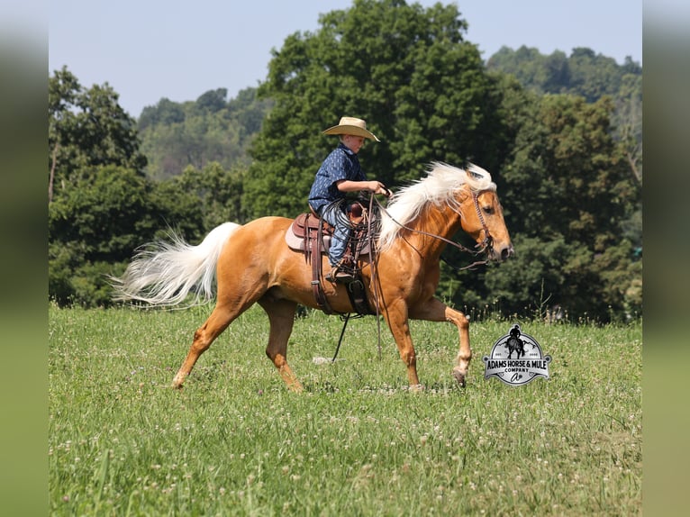 American Quarter Horse Wallach 7 Jahre Palomino in Mount Vernon, KY