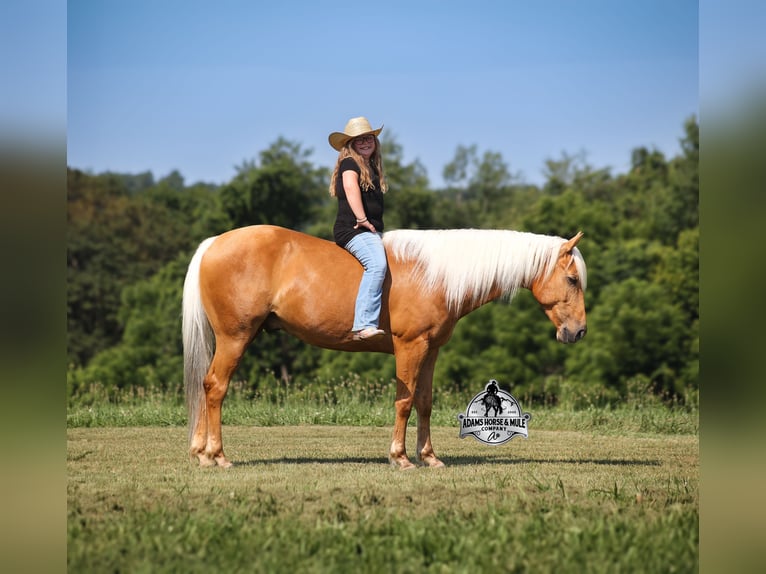 American Quarter Horse Wallach 7 Jahre Palomino in Mount Vernon, KY