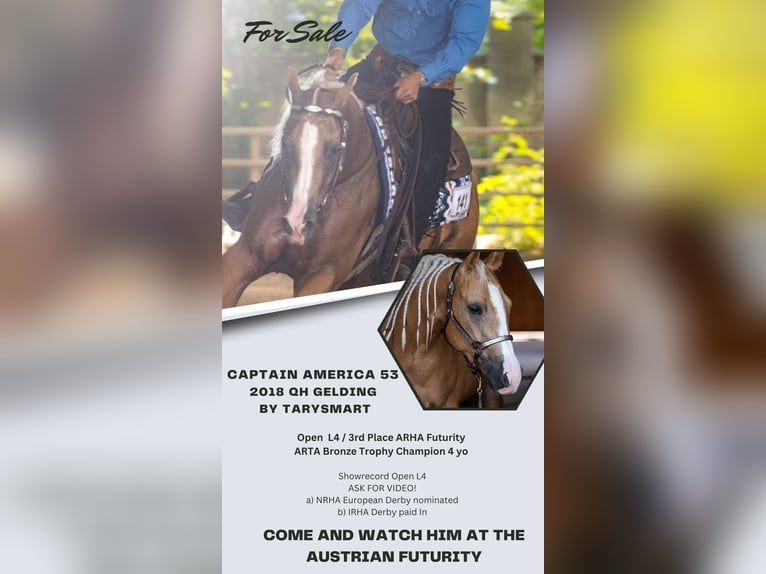 American Quarter Horse Wallach 7 Jahre Palomino in Hainfeld bei F&#xFC;rstenfeld