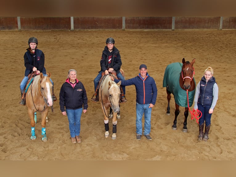 American Quarter Horse Wallach 7 Jahre Palomino in Hainfeld bei F&#xFC;rstenfeld