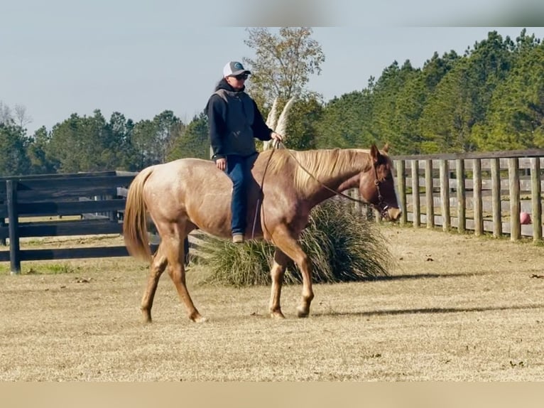 American Quarter Horse Wallach 7 Jahre in Johnston