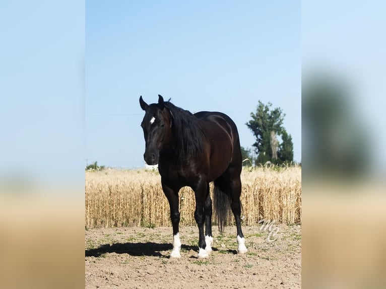 American Quarter Horse Wallach 7 Jahre Rappe in Caldwell, ID