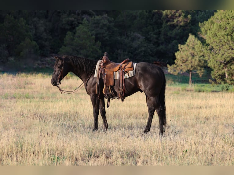 American Quarter Horse Wallach 7 Jahre Rappe in Camp Verde