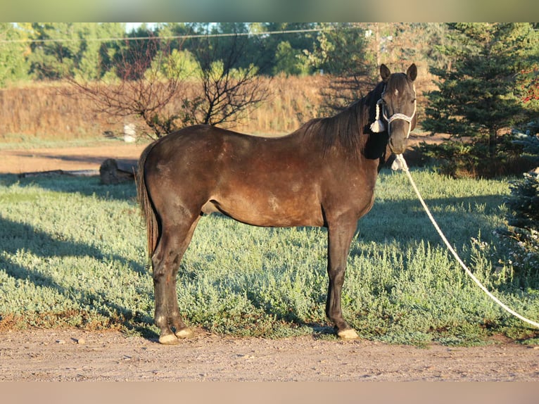 American Quarter Horse Wallach 7 Jahre Rappe in Fort Collins CO