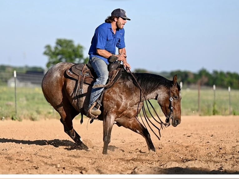 American Quarter Horse Wallach 7 Jahre Roan-Bay in Mount Vernon