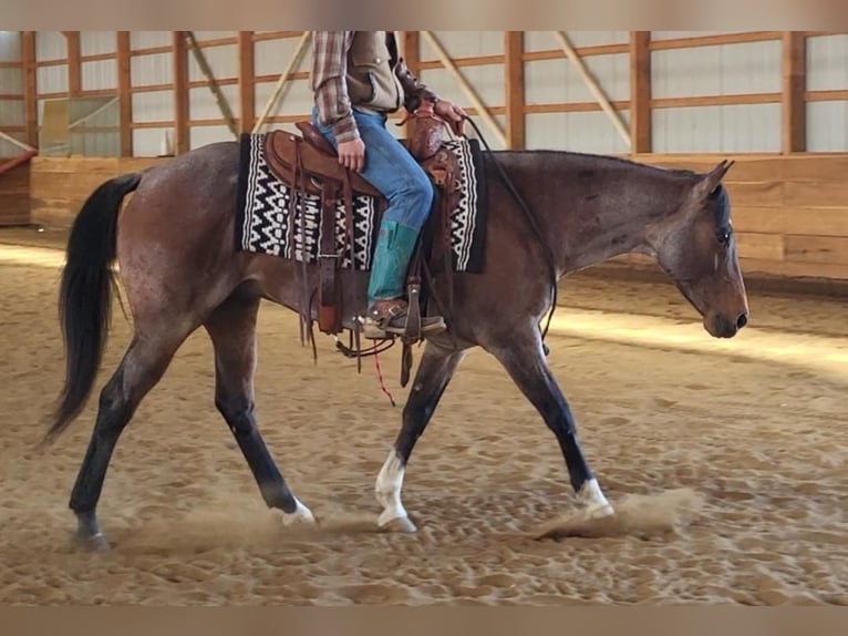 American Quarter Horse Wallach 7 Jahre Roan-Bay in Robards, KY