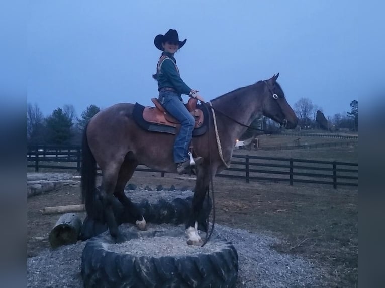 American Quarter Horse Wallach 7 Jahre Roan-Bay in Robards, KY