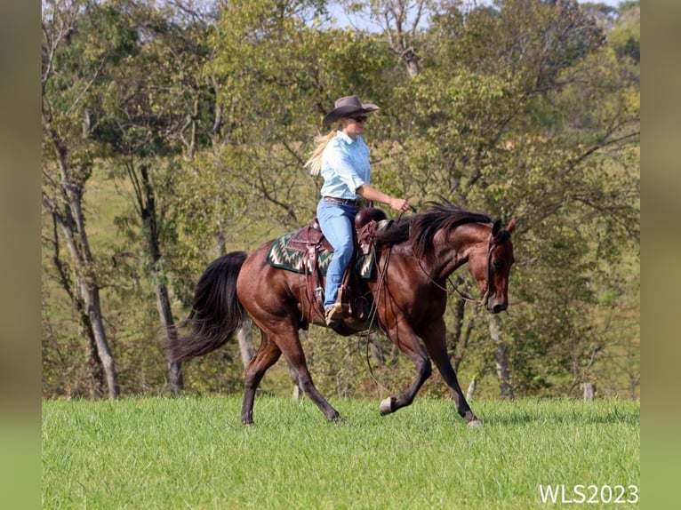 American Quarter Horse Wallach 7 Jahre Roan-Bay in Brooksville KY