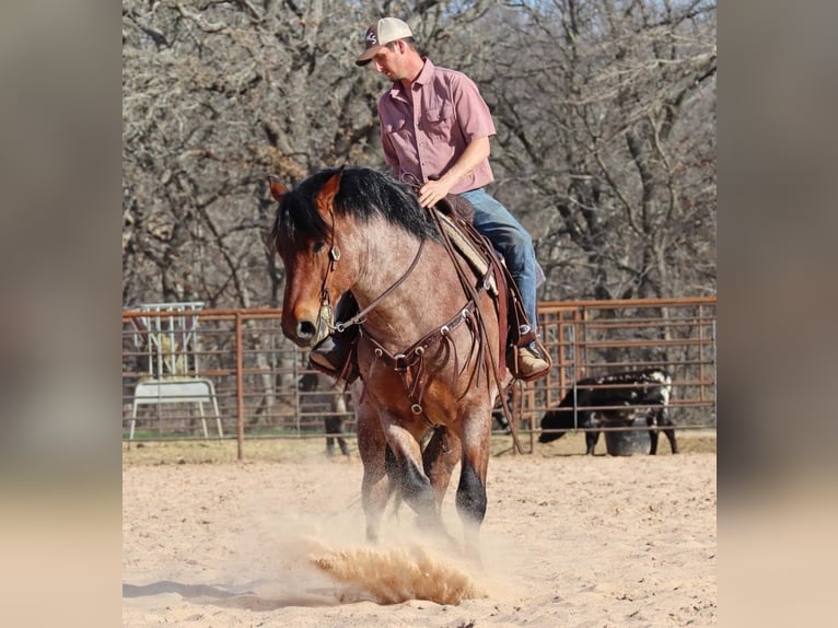 American Quarter Horse Wallach 7 Jahre Roan-Bay in Graham TX