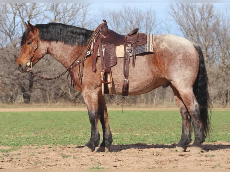 American Quarter Horse Wallach 7 Jahre Roan-Bay in Graham TX