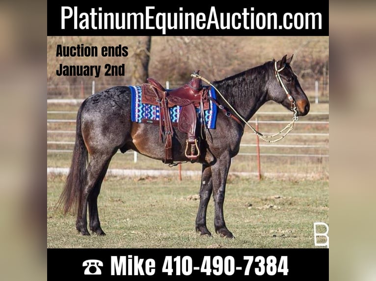 American Quarter Horse Wallach 7 Jahre Roan-Bay in Mountain Grove MO