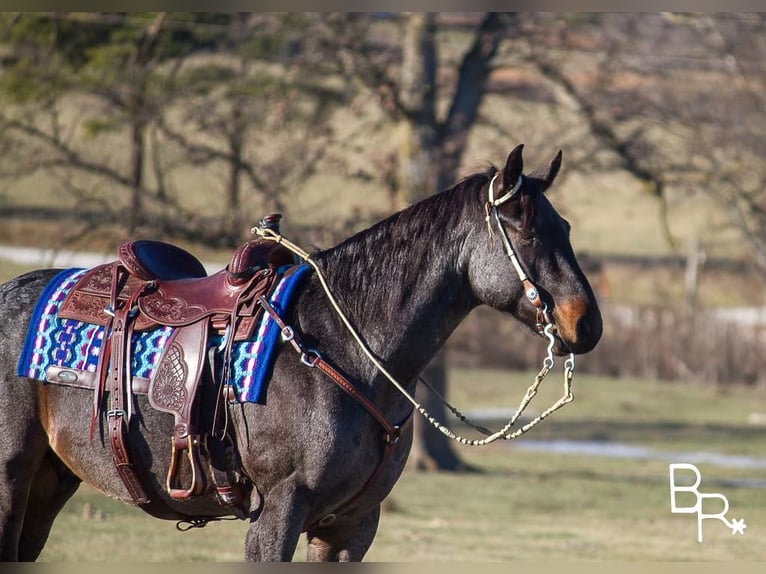 American Quarter Horse Wallach 7 Jahre Roan-Bay in Mountain Grove MO