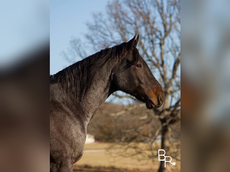American Quarter Horse Wallach 7 Jahre Roan-Bay in Mountain Grove MO
