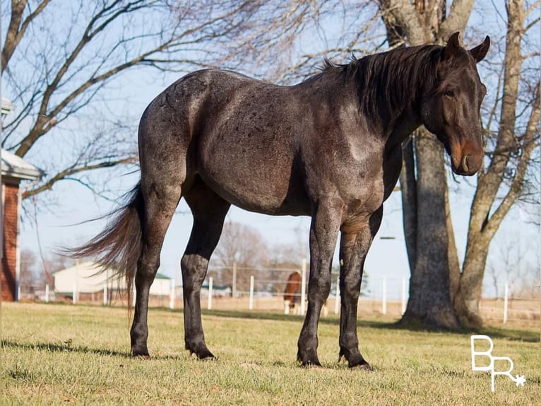 American Quarter Horse Wallach 7 Jahre Roan-Bay in Mountain Grove MO