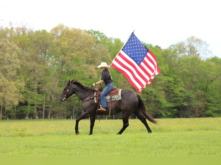 American Quarter Horse Wallach 7 Jahre Roan-Blue in Clarion