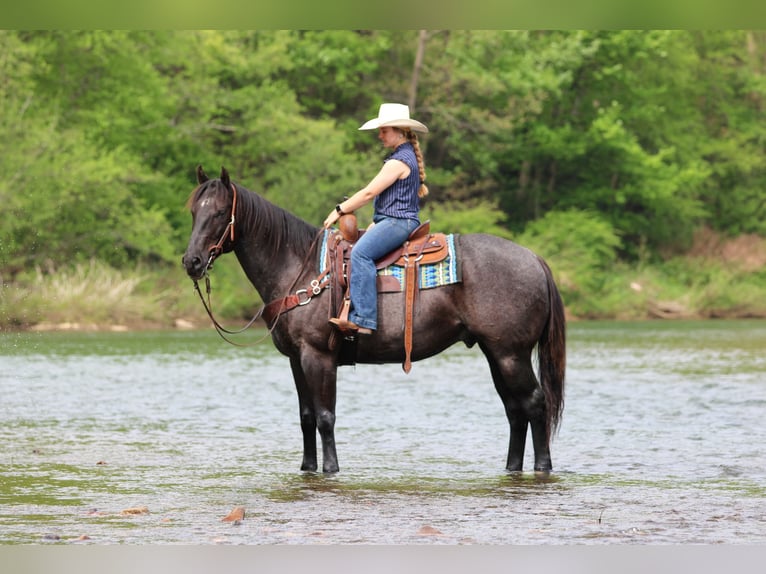 American Quarter Horse Wallach 7 Jahre Roan-Blue in Clarion