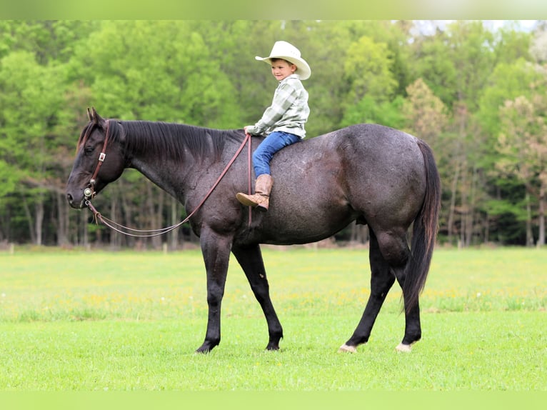 American Quarter Horse Wallach 7 Jahre Roan-Blue in Clarion