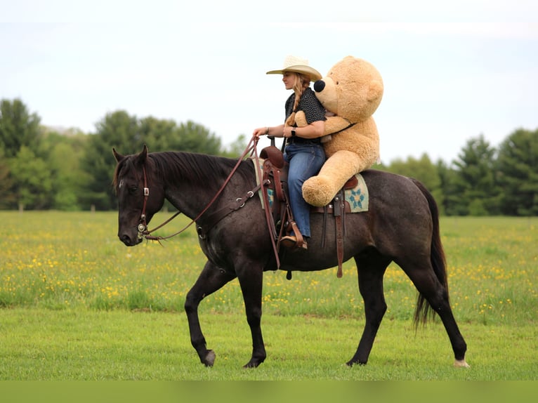 American Quarter Horse Wallach 7 Jahre Roan-Blue in Clarion
