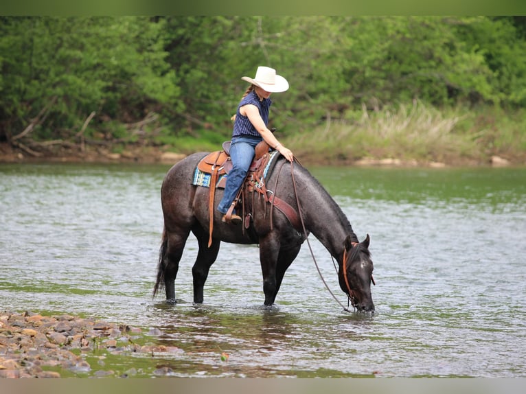 American Quarter Horse Wallach 7 Jahre Roan-Blue in Clarion