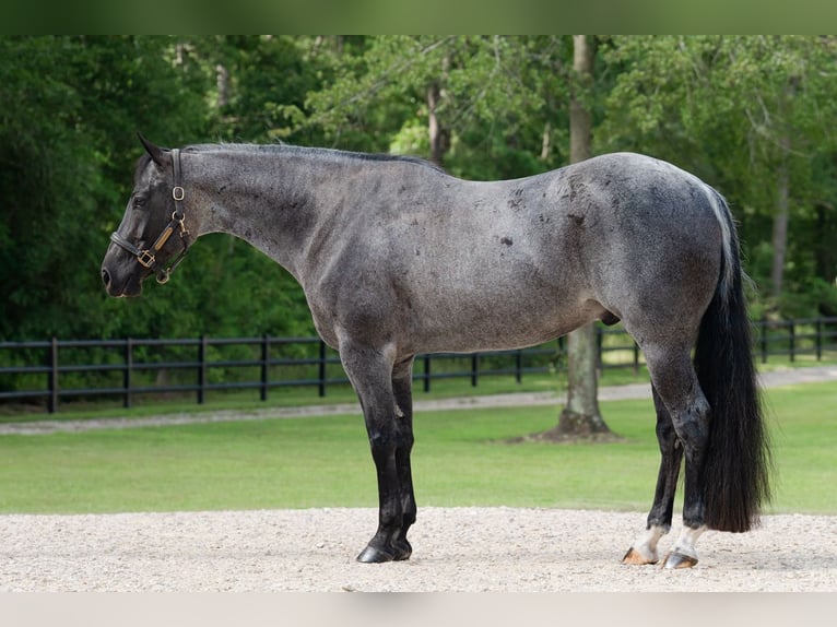 American Quarter Horse Wallach 7 Jahre Roan-Blue in Waller