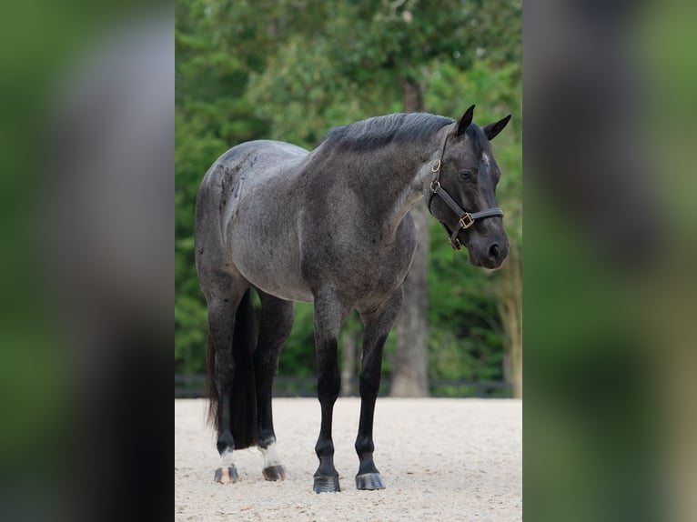 American Quarter Horse Wallach 7 Jahre Roan-Blue in Waller