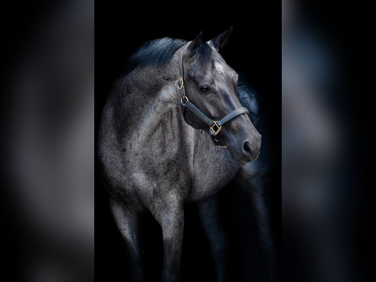 American Quarter Horse Wallach 7 Jahre Roan-Blue in Waller