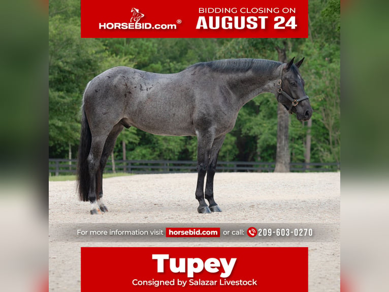 American Quarter Horse Wallach 7 Jahre Roan-Blue in Waller