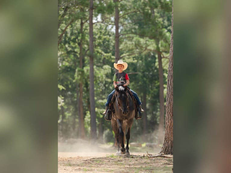 American Quarter Horse Wallach 7 Jahre Roan-Blue in Waller