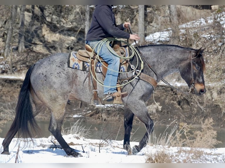 American Quarter Horse Wallach 7 Jahre Roan-Blue in Lamotte, IA