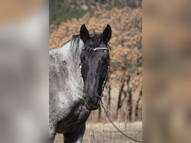 American Quarter Horse Wallach 7 Jahre Roan-Blue in Franktown CO